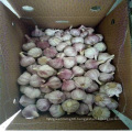 Chinese New Crop Garlic Red Skin, Red Garlic